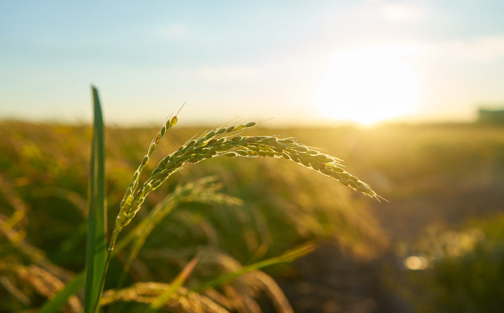 Perspectivas no agronegócio: insumos, defensivos e o mercado