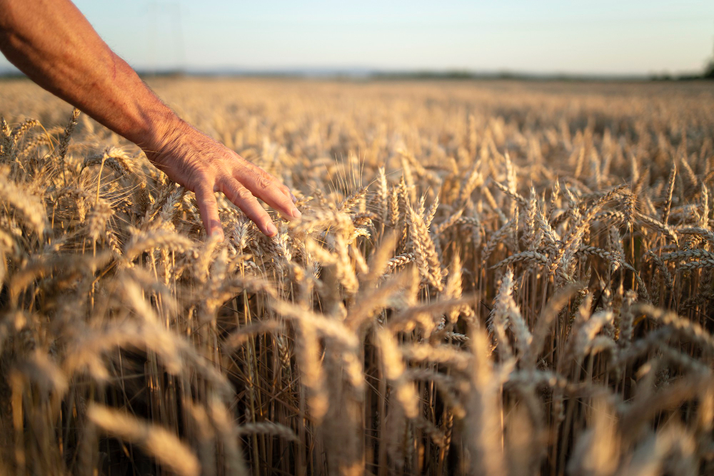Redução de custos no agro: aprenda 5 estratégias com foco em insumos e máquinas