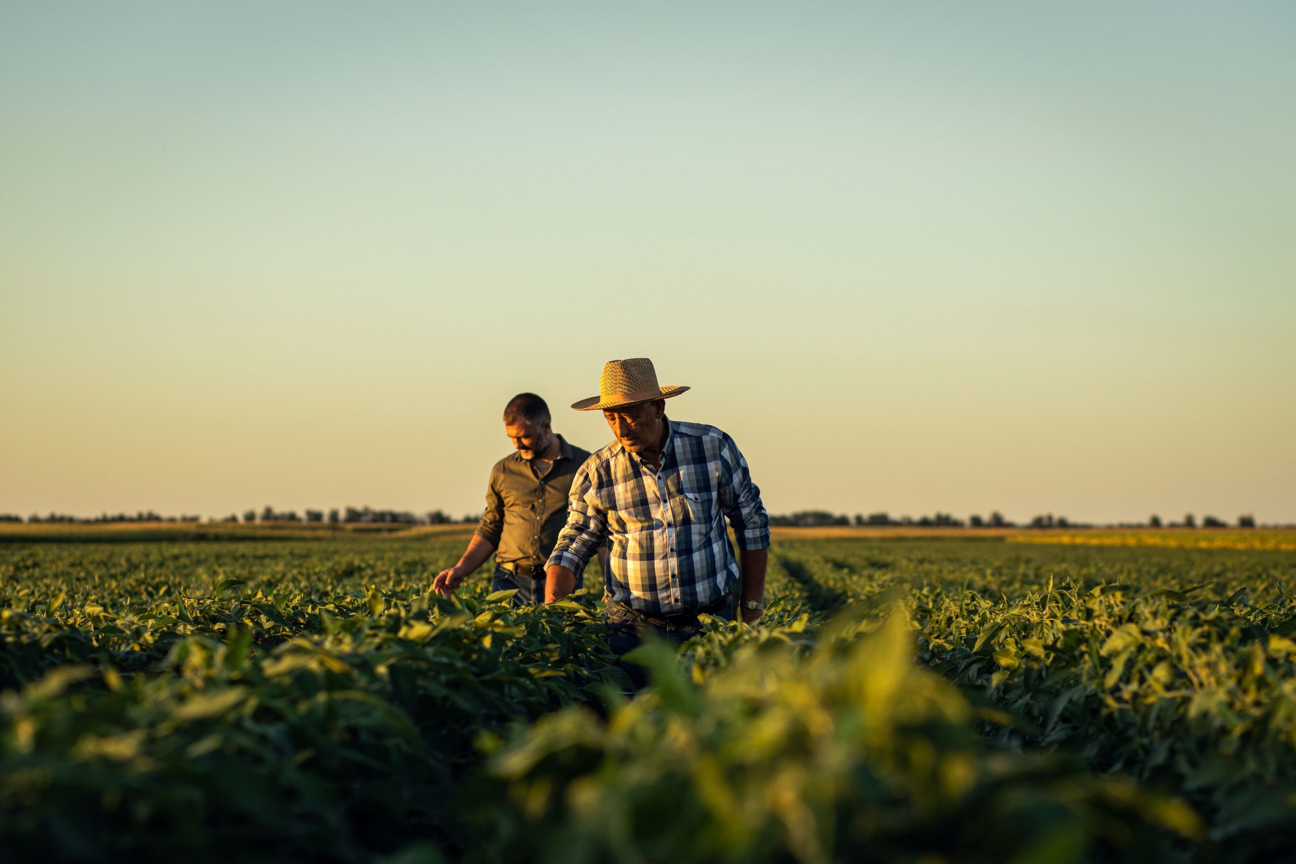 Parcerias no agronegócio: como fortalecer a relação com todos os elos da cadeia 
